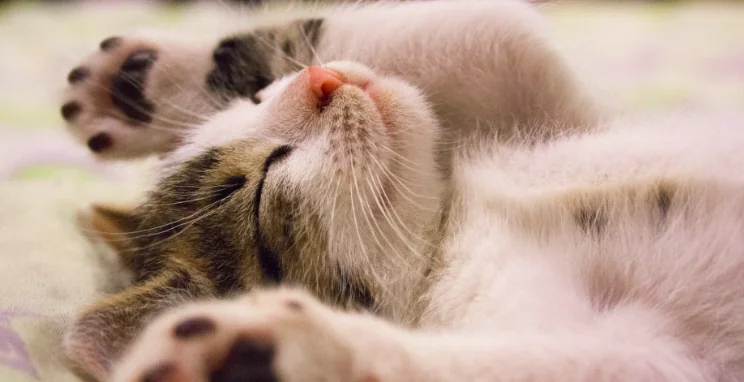 Gatti felici: il riposo
